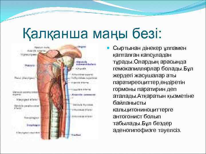 Қалқанша маңы безі: Сыртынан дінекер ұлпамен қапталған капсуладан тұрады. Олардың арасында гемокапиллярлар болады. Бұл