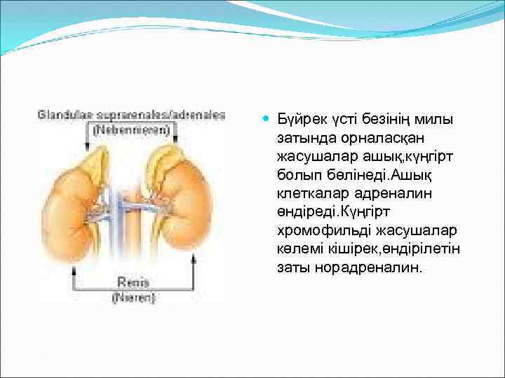  Бүйрек үсті безінің милы затында орналасқан жасушалар ашық, күңгірт болып бөлінеді. Ашық клеткалар