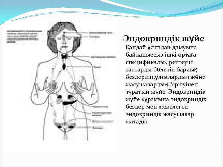Эндокриндік жүйеҚандай ұлпадан дамуына байланыссыз ішкі ортаға спецификалық реттеуші заттарды бөлетін барлық бездердің, ұлпалардың