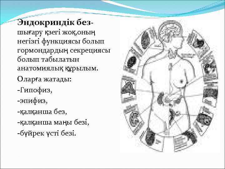 Эндокриндік без- шығару қзегі жоқ, оның негізгі функциясы болып гормондардың секрециясы болып табылатын анатомиялық