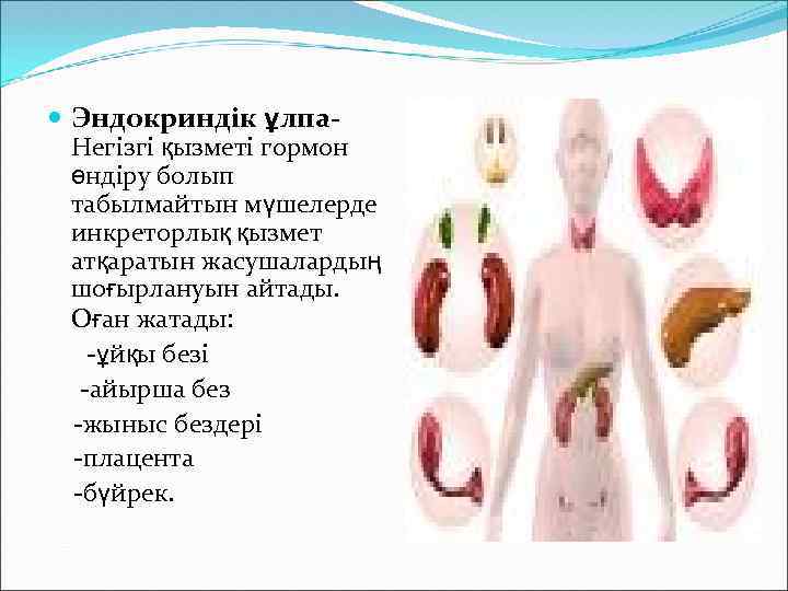  Эндокриндік ұлпа. Негізгі қызметі гормон өндіру болып табылмайтын мүшелерде инкреторлық қызмет атқаратын жасушалардың