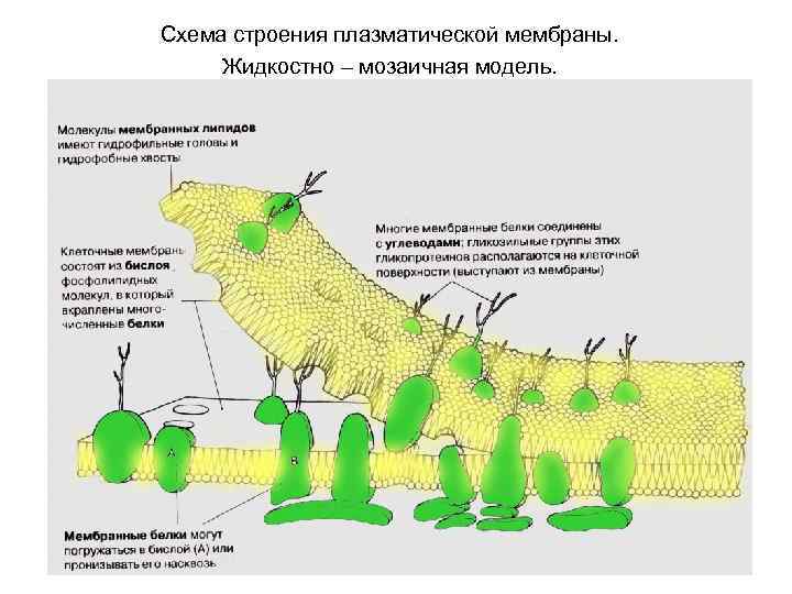 Жидкостно мозаичная модель мембраны