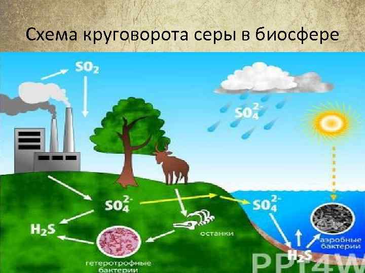 Круговорот серы схема. Круговорот серы в биосфере схема упрощенная.