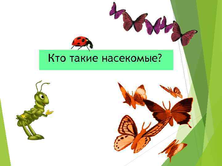 Кто такие насекомые? 
