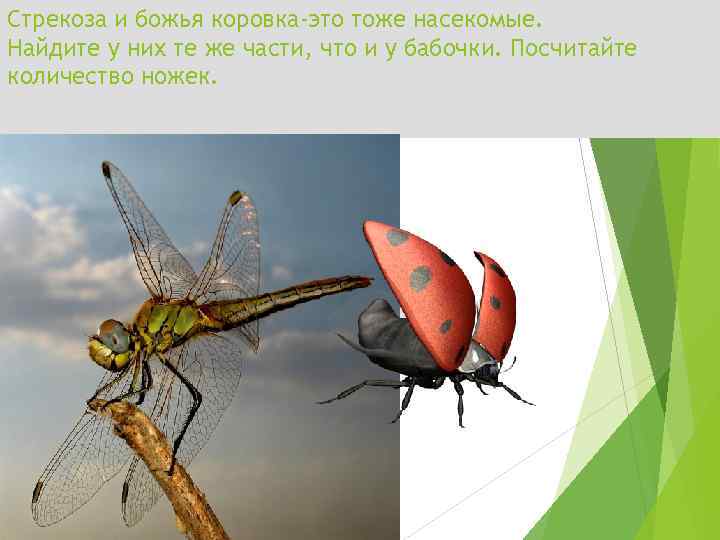 Стрекоза и божья коровка-это тоже насекомые. Найдите у них те же части, что и