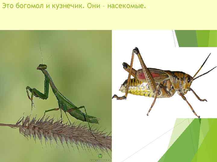 Это богомол и кузнечик. Они – насекомые. 
