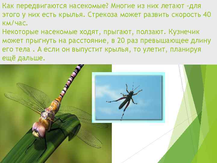 Как передвигаются насекомые? Многие из них летают -для этого у них есть крылья. Стрекоза