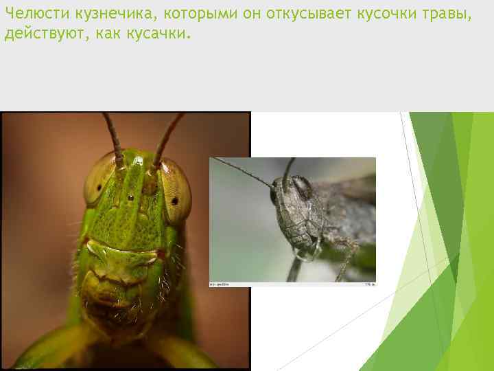 Челюсти кузнечика, которыми он откусывает кусочки травы, действуют, как кусачки. 