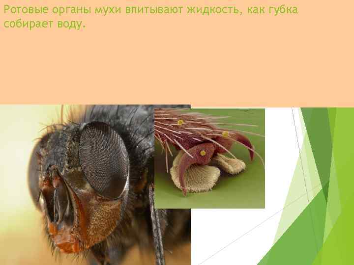 Ротовые органы мухи впитывают жидкость, как губка собирает воду. 