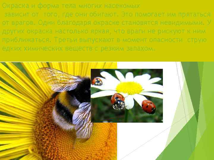 Окраска и форма тела многих насекомых зависит от того, где они обитают. Это помогает