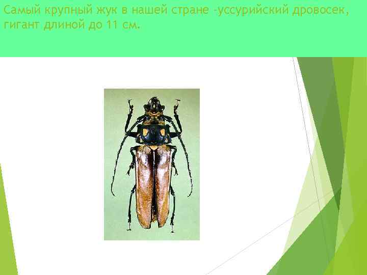 Самый крупный жук в нашей стране -уссурийский дровосек, гигант длиной до 11 см. 