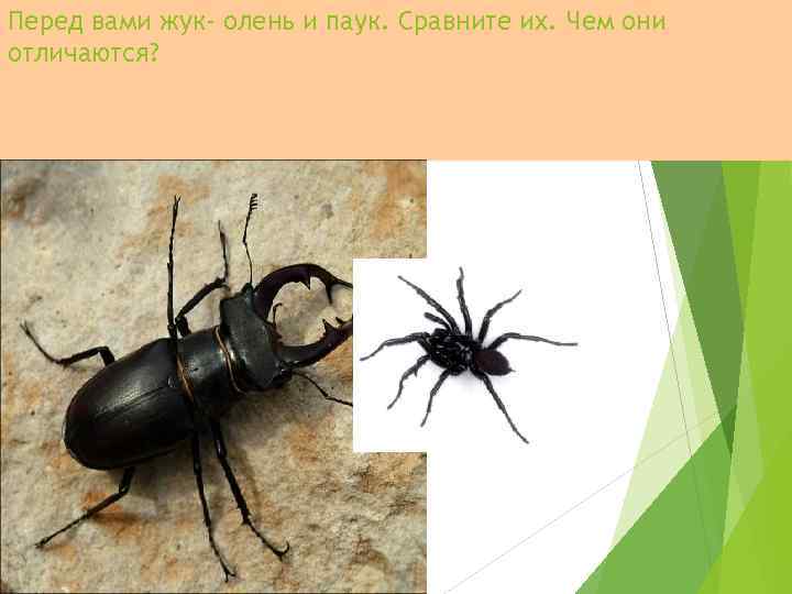 Перед вами жук- олень и паук. Сравните их. Чем они отличаются? 