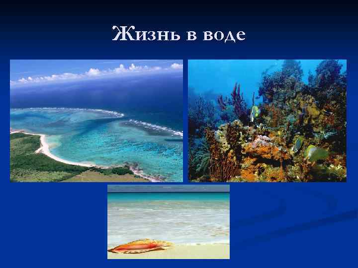 Жизнь в воде 