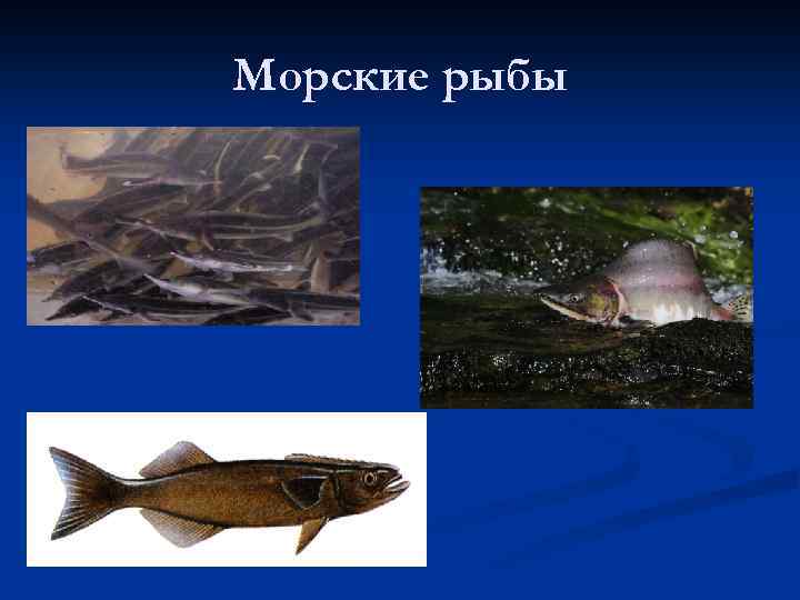 Морские рыбы 