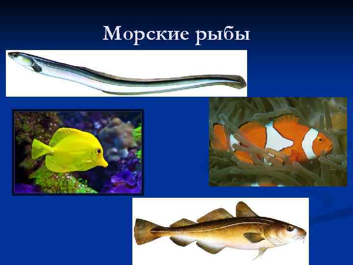 Морские рыбы 