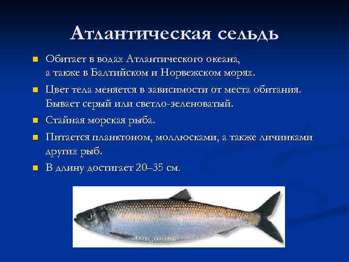 Атлантическая сельдь n n n Обитает в водах Атлантического океана, а также в Балтийском