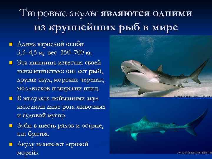 Тигровые акулы являются одними из крупнейших рыб в мире n n n Длина взрослой
