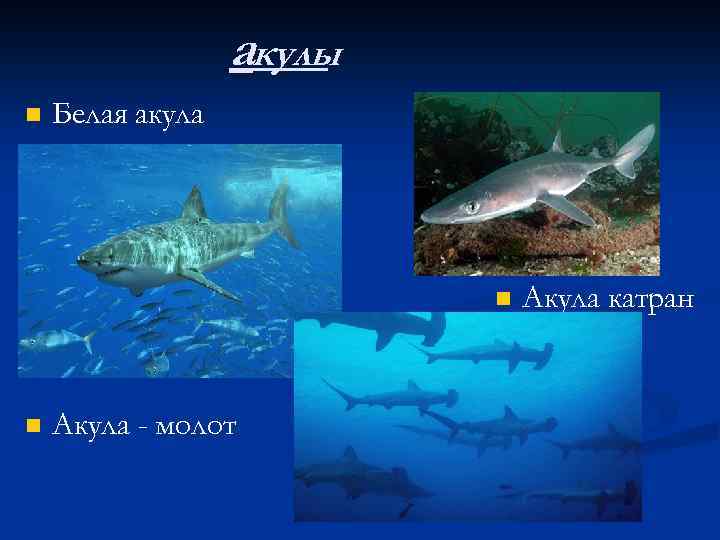 акулы n Белая акула n n Акула - молот Акула катран 