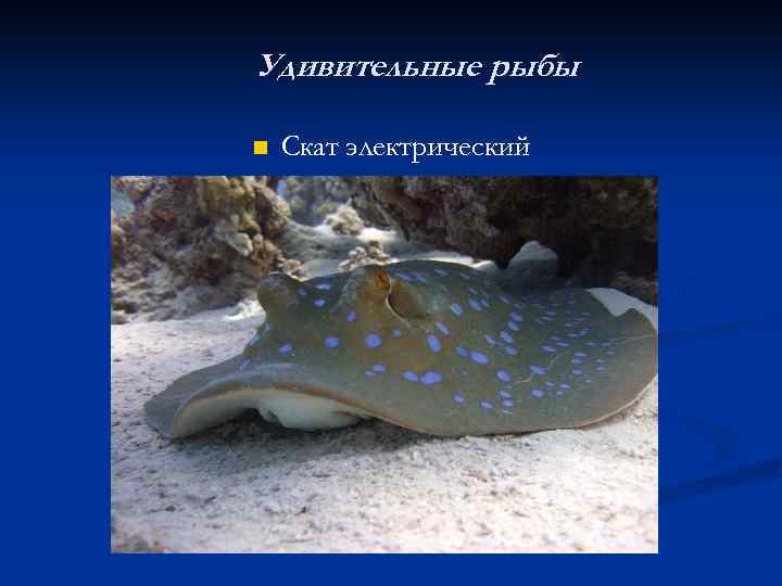 Удивительные рыбы n Скат электрический 