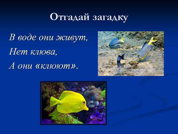 Отгадай загадку В воде они живут, Нет клюва, А они «клюют» . 