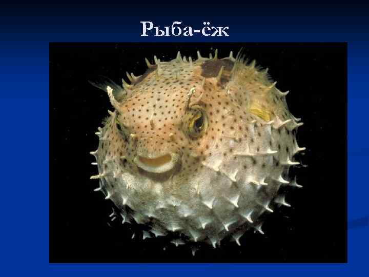 Рыба-ёж 