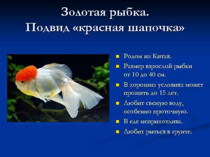 Золотая рыбка. Подвид «красная шапочка» n n n Родом их Китая. Размер взрослой рыбки