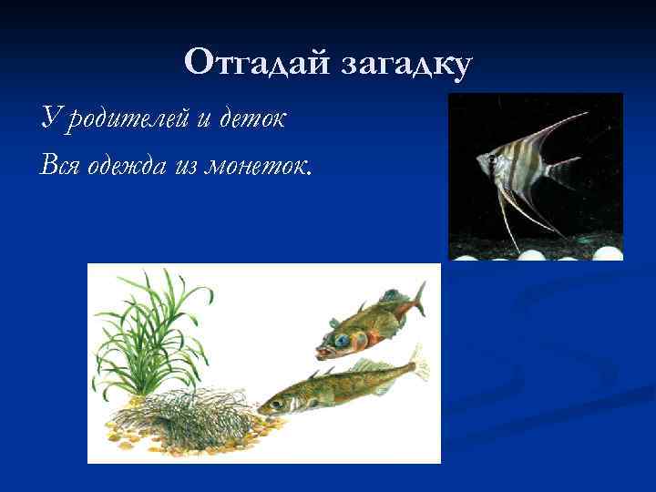 Отгадай загадку У родителей и деток Вся одежда из монеток. 