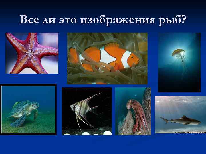 Все ли это изображения рыб? 