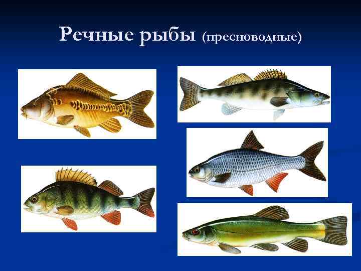 Речные рыбы (пресноводные) 