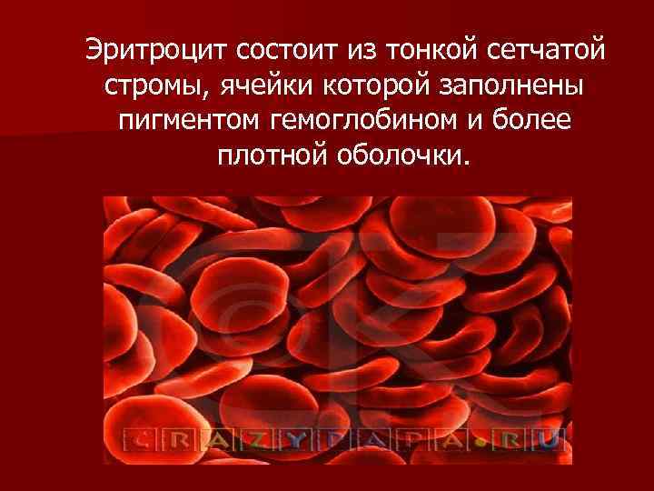 Эритроцит состоит из тонкой сетчатой стромы, ячейки которой заполнены пигментом гемоглобином и более плотной