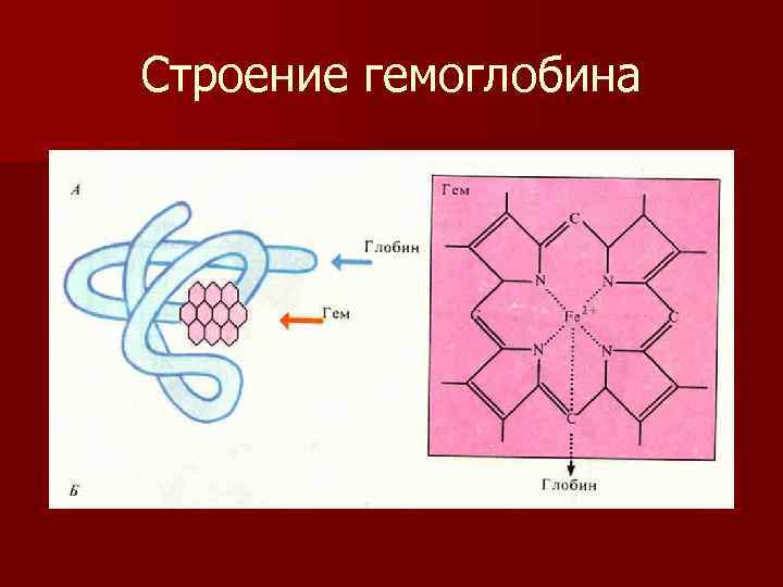 Строение гемоглобина 