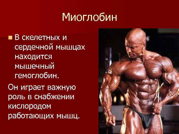 Миоглобин n. В скелетных и сердечной мышцах находится мышечный гемоглобин. Он играет важную роль