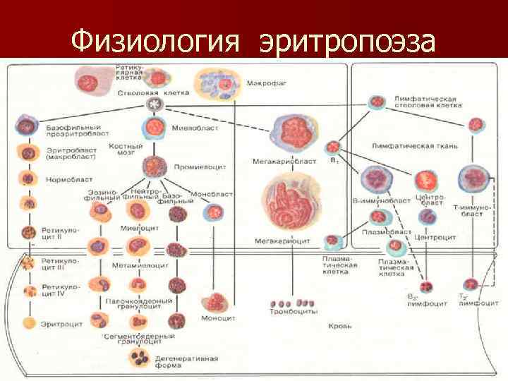 Эритропоэз