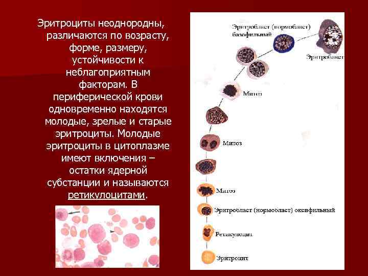 Эритроциты неоднородны, различаются по возрасту, форме, размеру, устойчивости к неблагоприятным факторам. В периферической крови