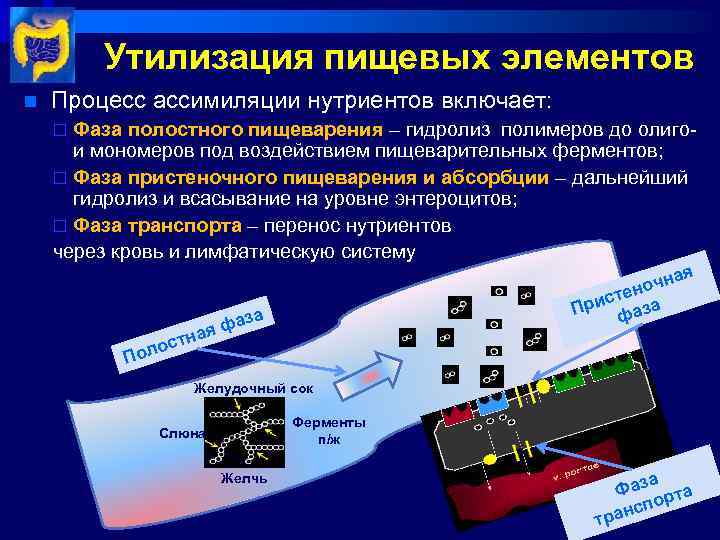 Утилизация пищевых элементов n Процесс ассимиляции нутриентов включает: Фаза полостного пищеварения – гидролиз полимеров