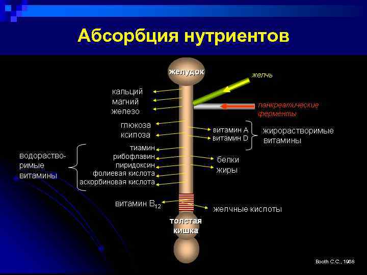 Абсорбция нутриентов Booth C. C. , 1968 
