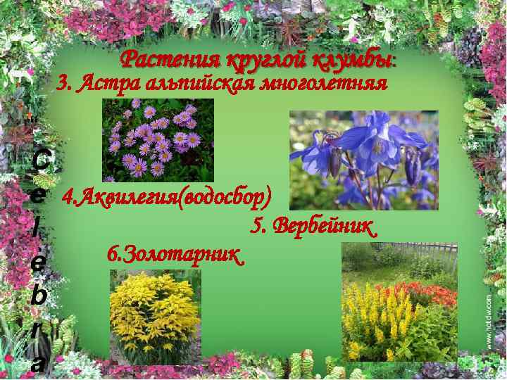 Растения круглой клумбы: 3. Астра альпийская многолетняя 4. Аквилегия(водосбор) 5. Вербейник 6. Золотарник 