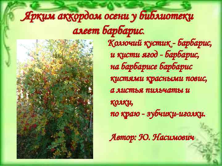 Ярким аккордом осени у библиотеки алеет барбарис. Колючий кустик - барбарис, и кисти ягод