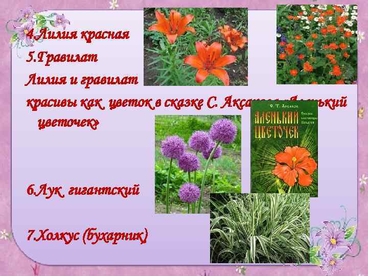 4. Лилия красная 5. Гравилат Лилия и гравилат красивы как цветок в сказке С.