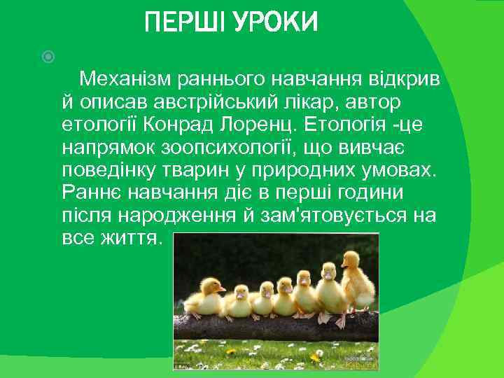 ПЕРШІ УРОКИ Механізм раннього навчання відкрив й описав австрійський лікар, автор етології Конрад Лоренц.