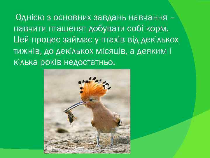  Однією з основних завдань навчання – навчити пташенят добувати собі корм. Цей процес