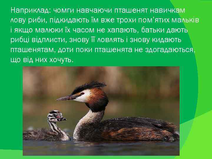 Наприклад: чомги навчаючи пташенят навичкам лову риби, підкидають їм вже трохи пом’ятих мальків і