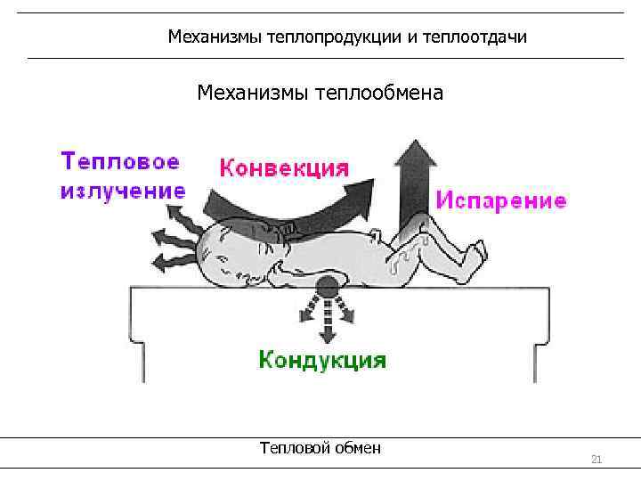 Механизмы теплопродукции и теплоотдачи Механизмы теплообмена Тепловой обмен 21 