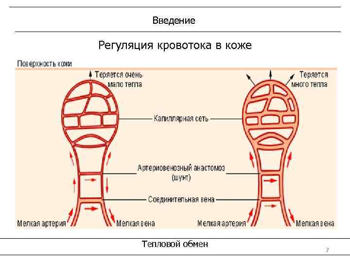 Введение Регуляция кровотока в коже Тепловой обмен 7 