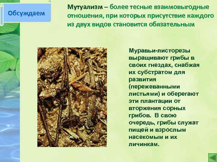Обсуждаем Мутуализм – более тесные взаимовыгодные отношения, при которых присутствие каждого из двух видов