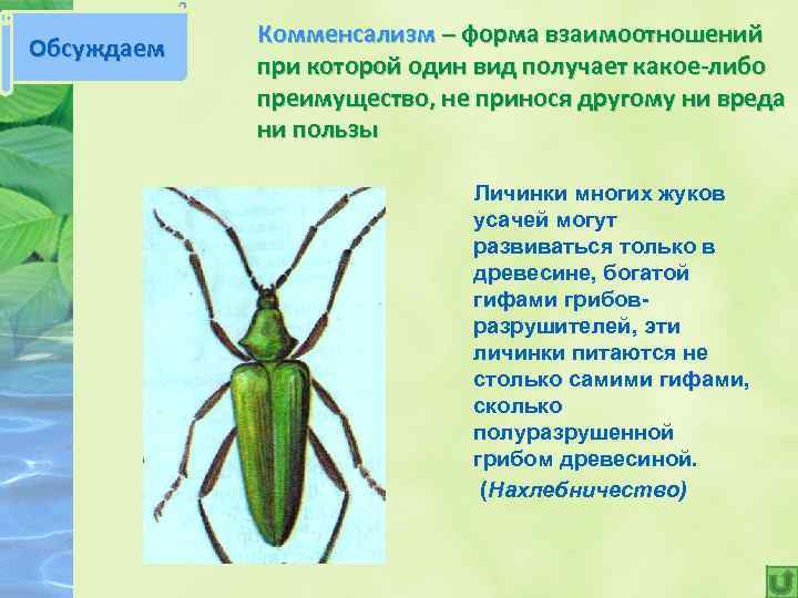 Обсуждаем Комменсализм – форма взаимоотношений при которой один вид получает какое-либо преимущество, не принося