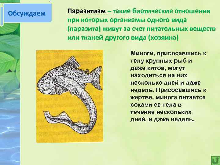 Обсуждаем Паразитизм – такие биотические отношения при которых организмы одного вида (паразита) живут за