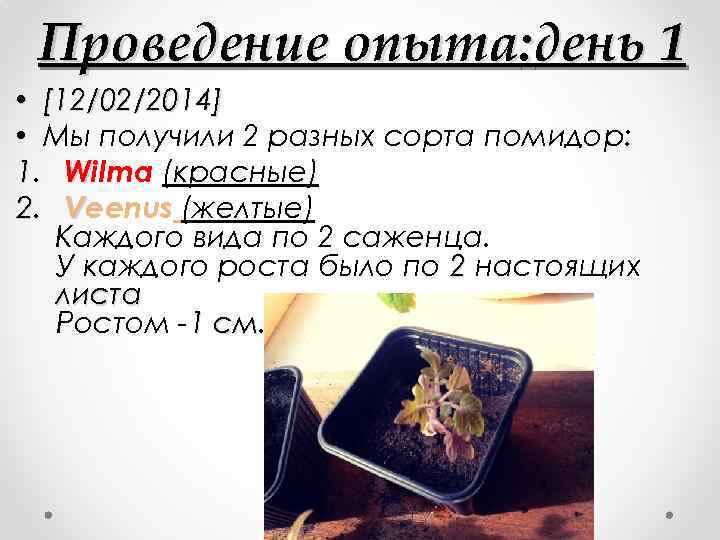 Проведение опыта: день 1 • [12/02/2014] • Мы получили 2 разных сорта помидор: 1.