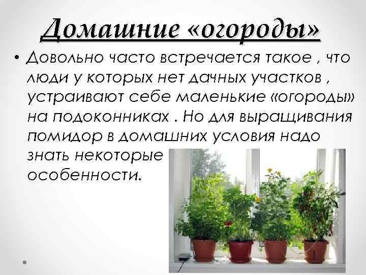 Домашние «огороды» • Довольно часто встречается такое , что люди у которых нет дачных