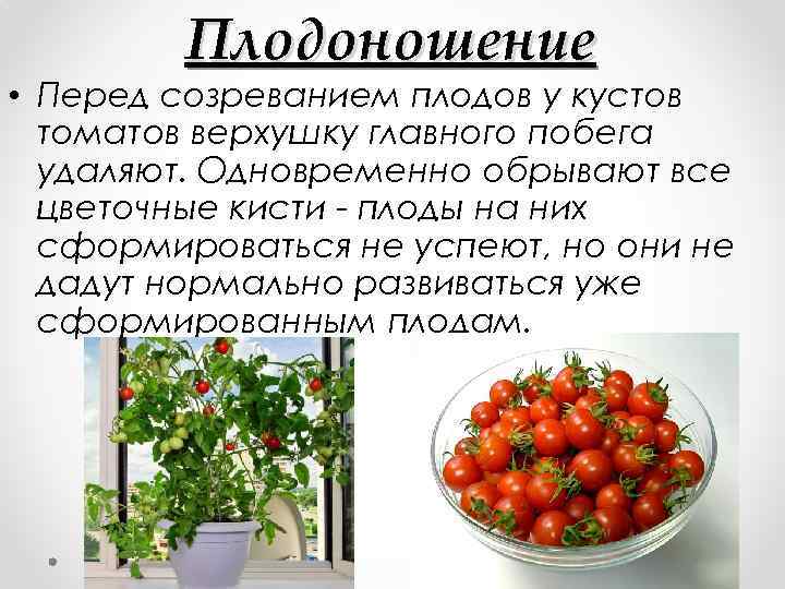 Плодоношение • Перед созреванием плодов у кустов томатов верхушку главного побега удаляют. Одновременно обрывают